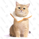 Creative Soft Bread Slice Collar for Cats | $13 | Amazon